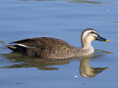 Chinese Spot-Billed Duck (WWT Slimbridge March 2012) - pic by Nigel Key